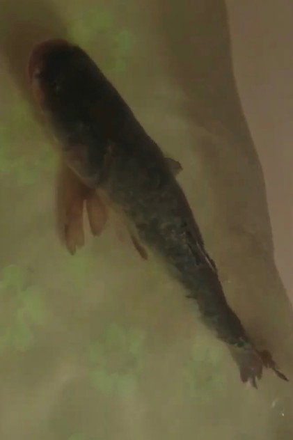 Carp