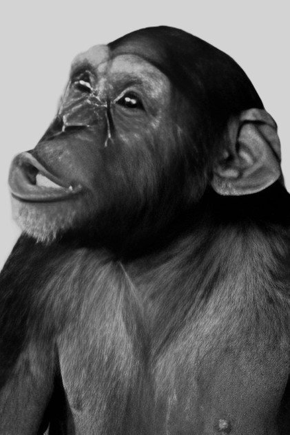 Tamba