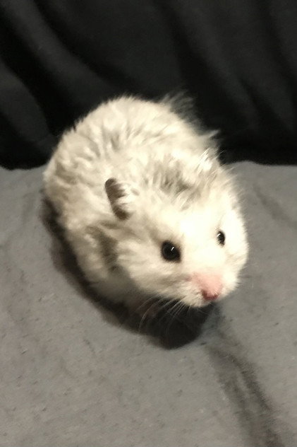 Sirius the Grey