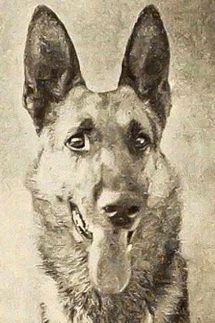 Thunder the Dog