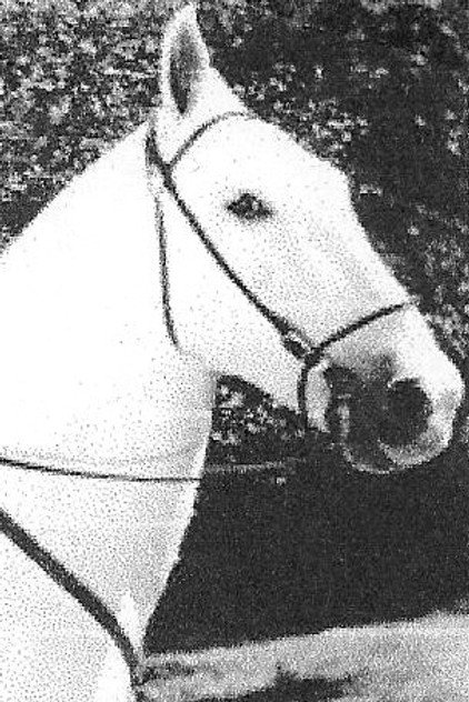 Silver King the Horse