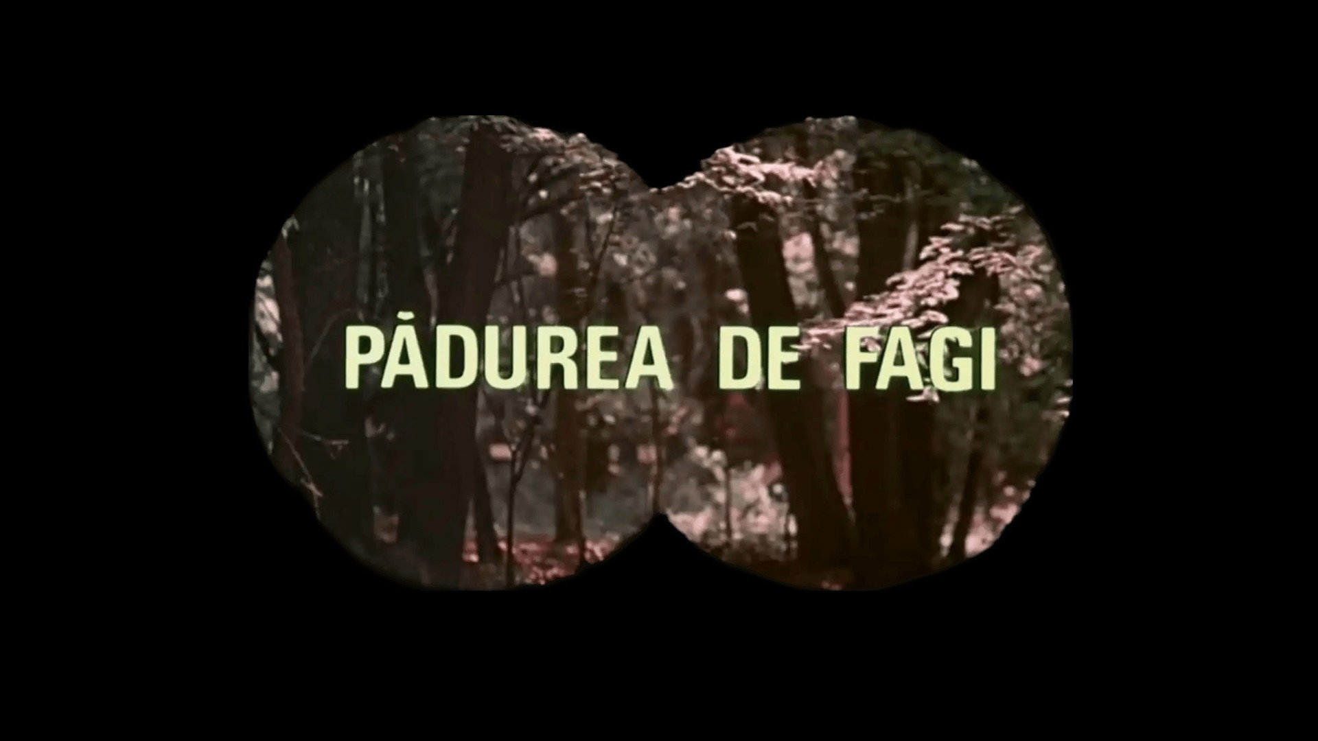 The Beech Forest