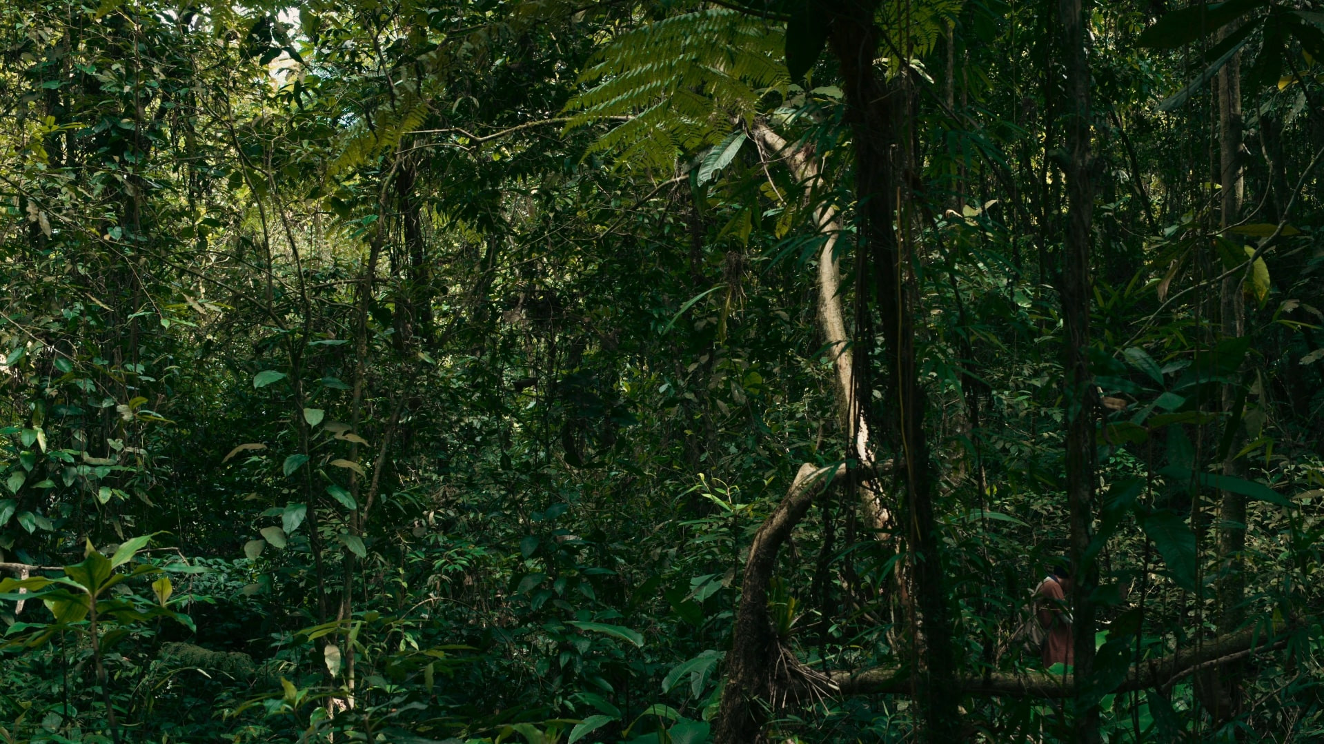 O verde fascínio me faz distante