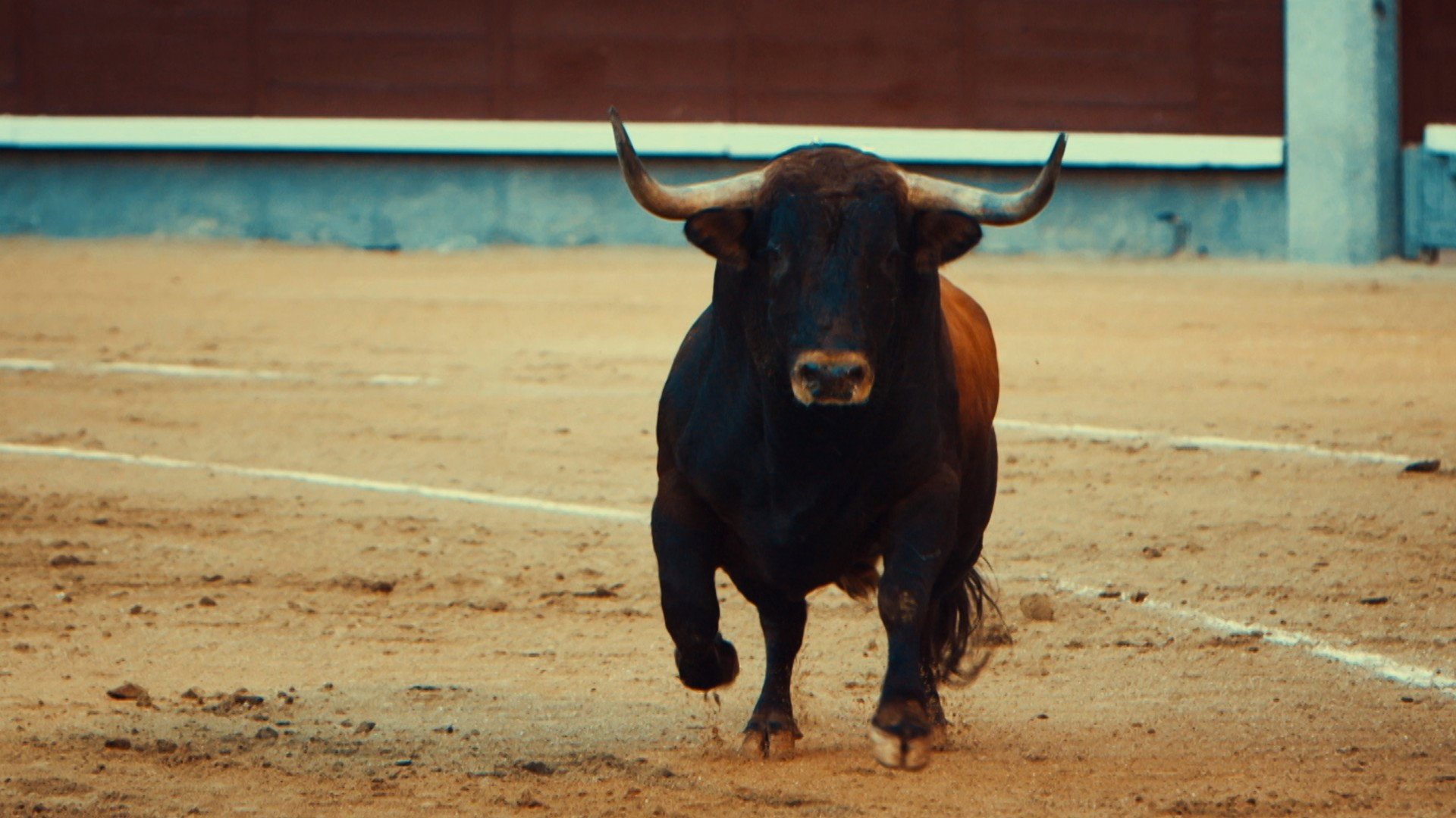 Toro