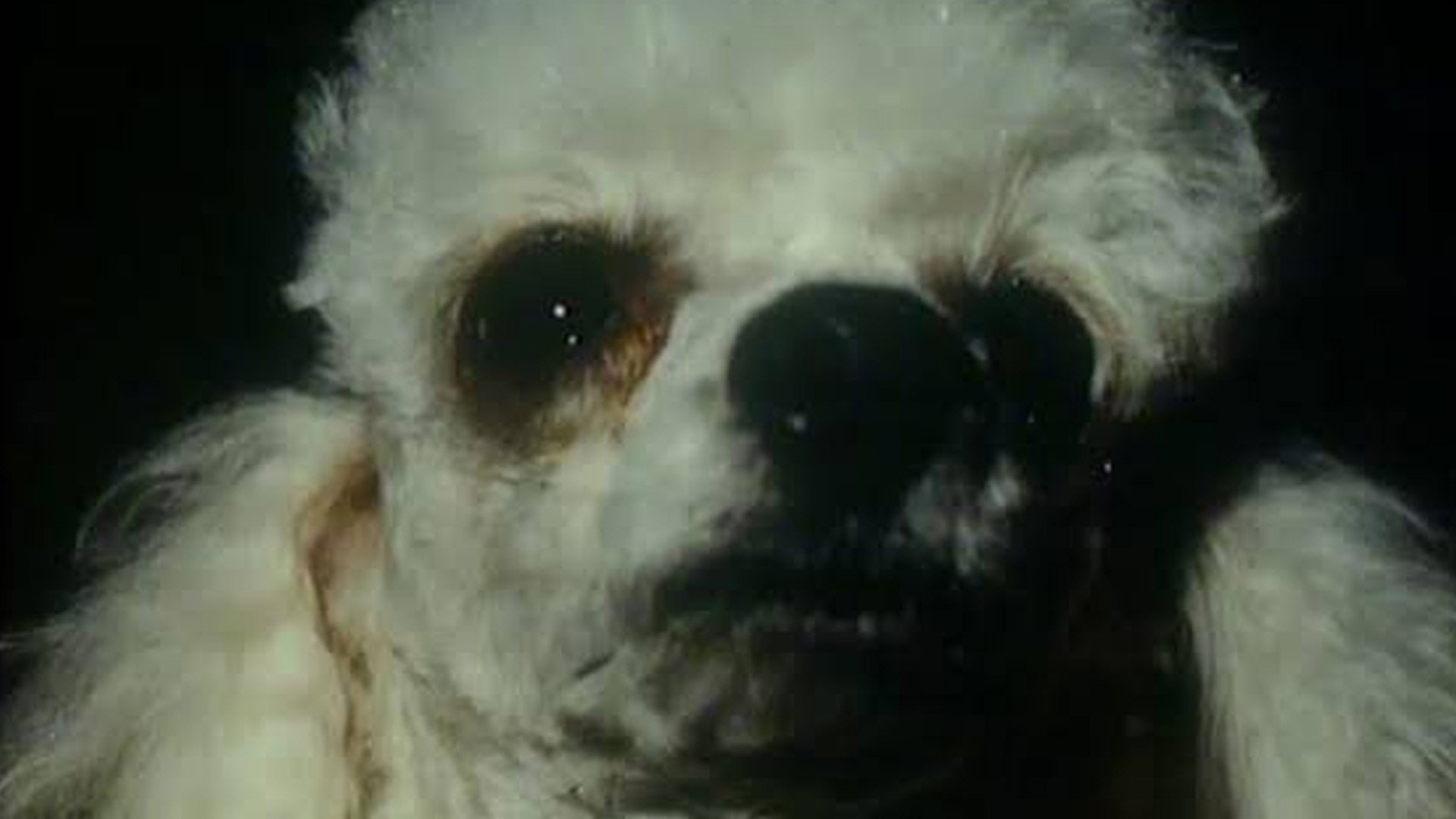A Dog's Ransom