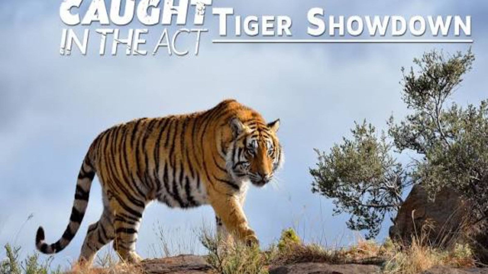 Caught In The Act: Tiger Showdown