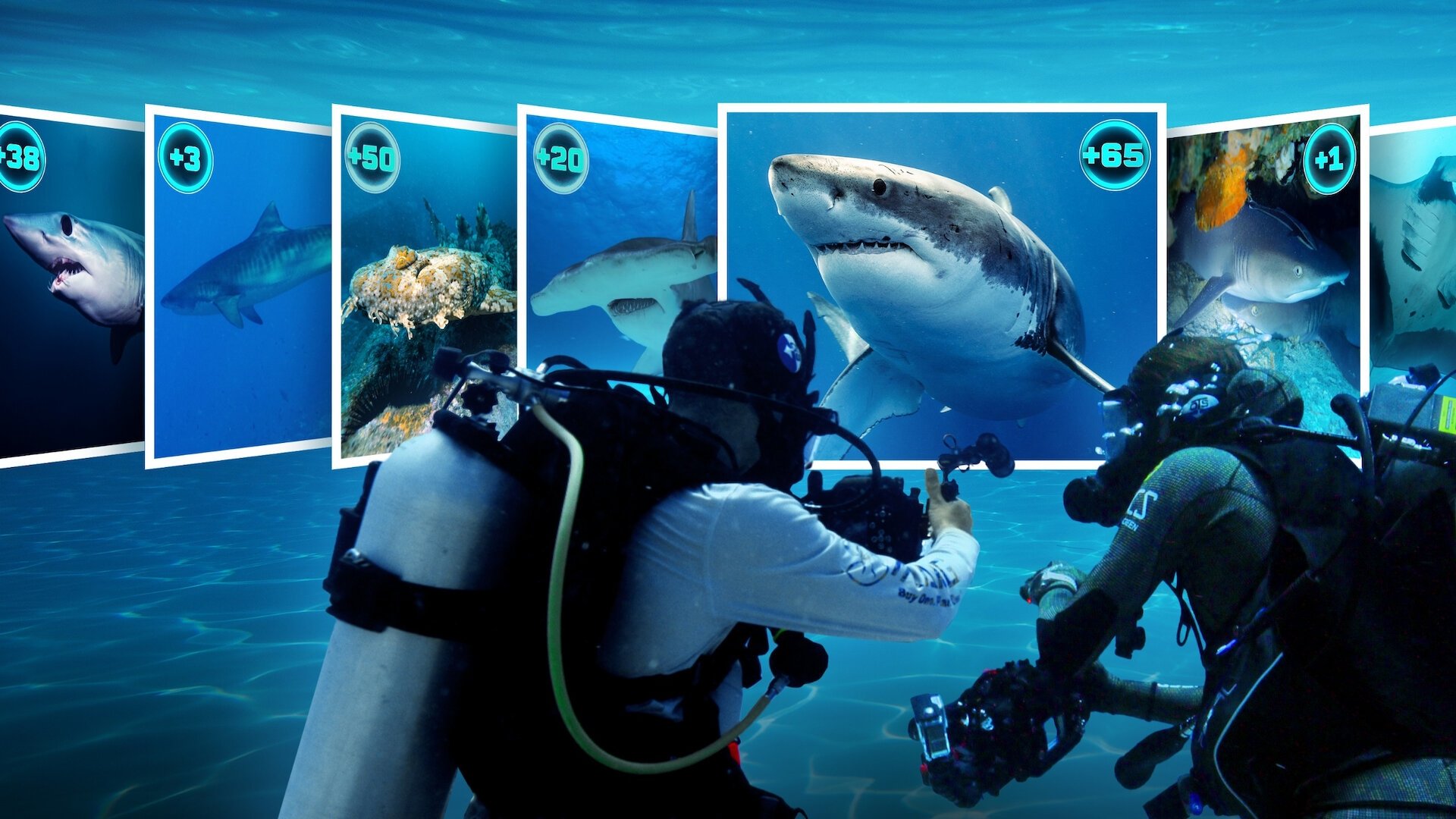 All the Sharks