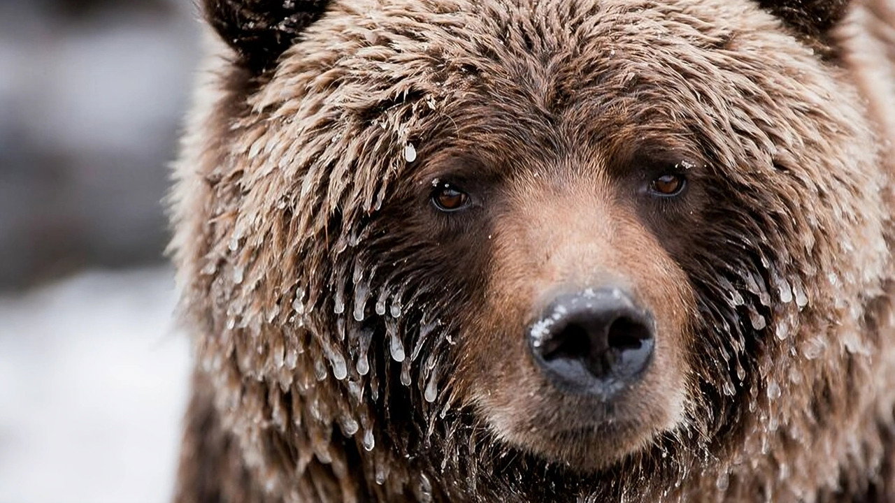 Wild Canada