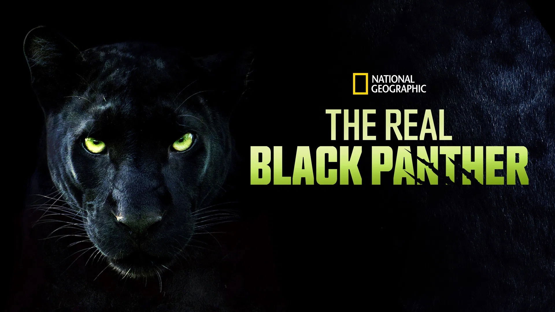 The Real Black Panther