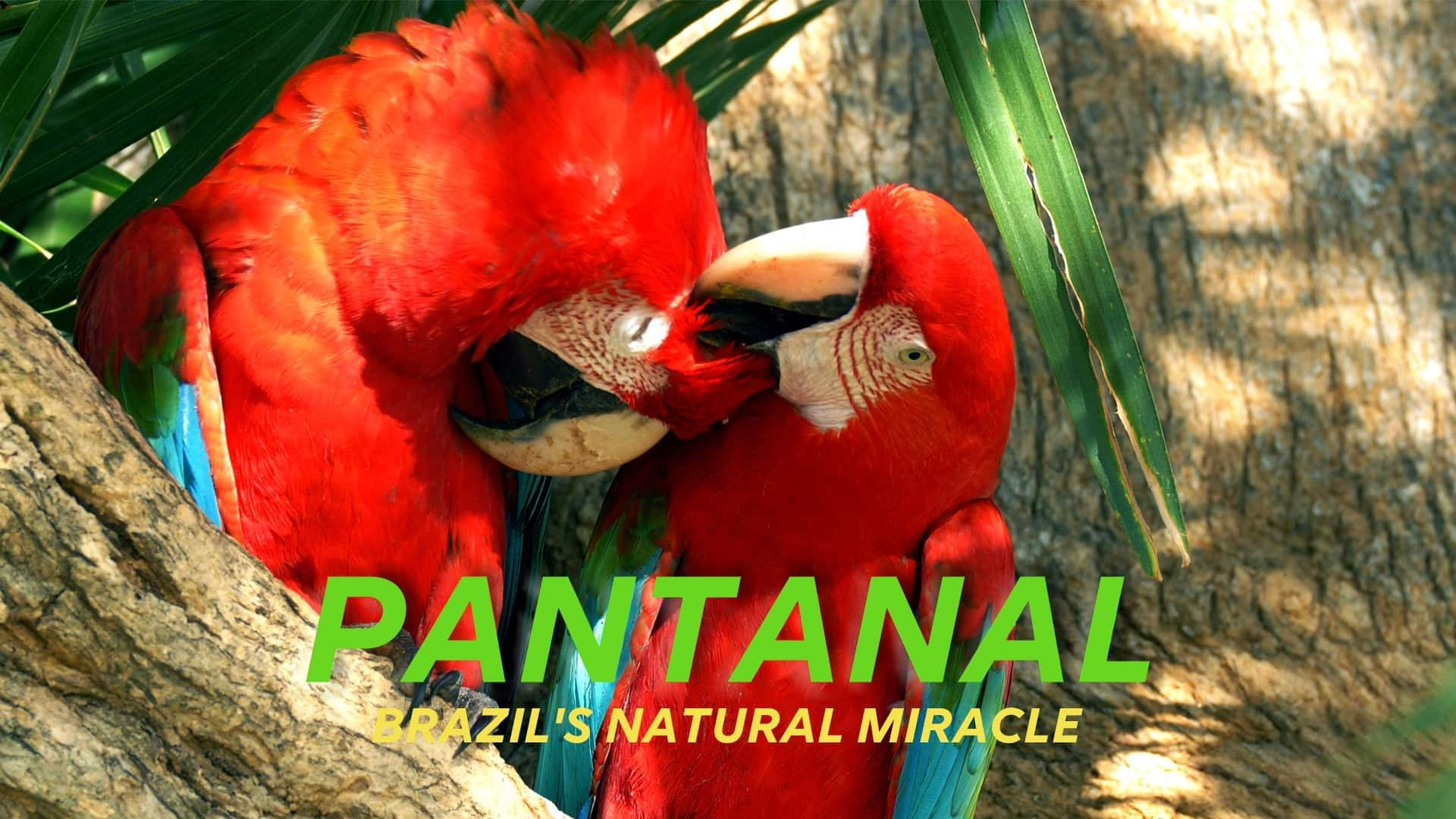 Naturwunder Pantanal - Brasiliens geheimnisvolle Wildnis