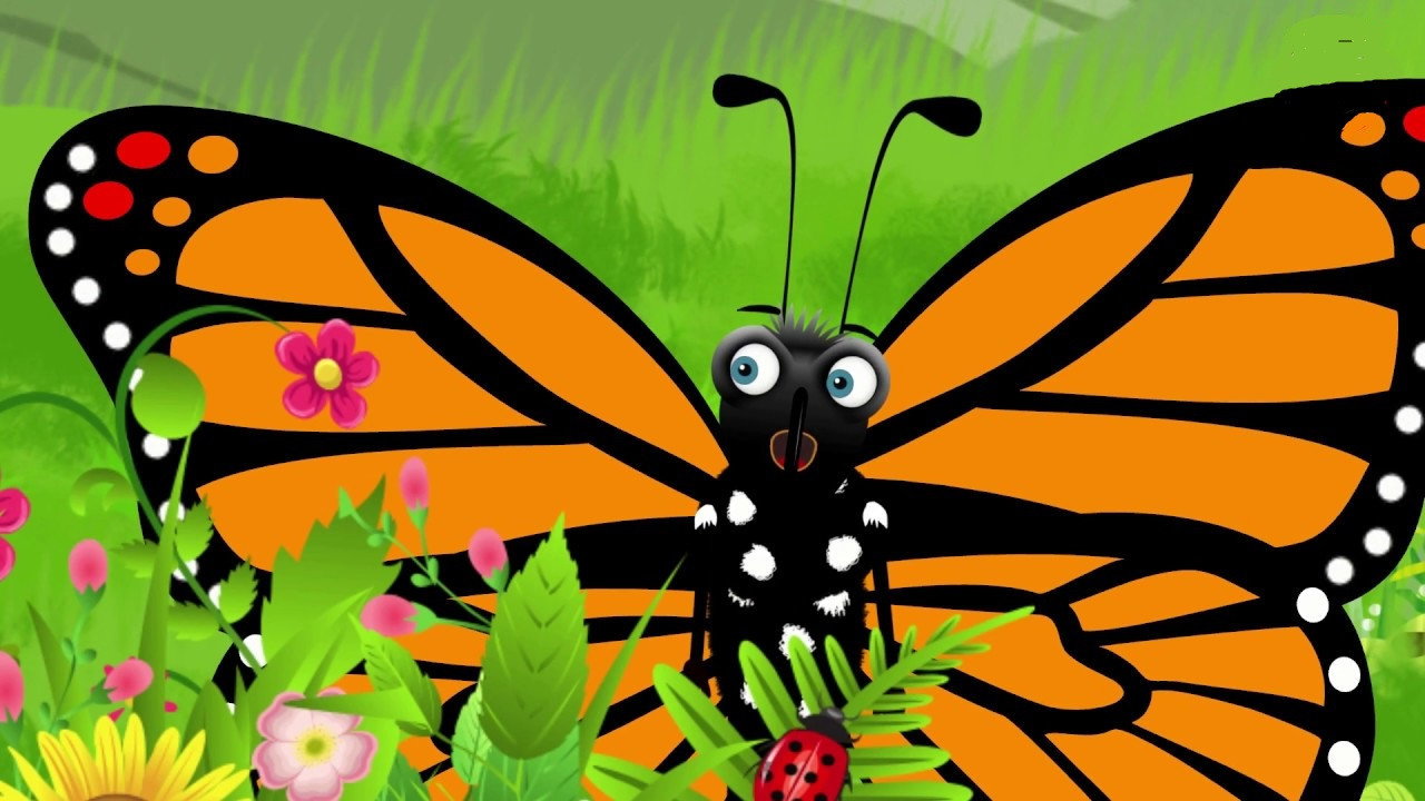 Moth