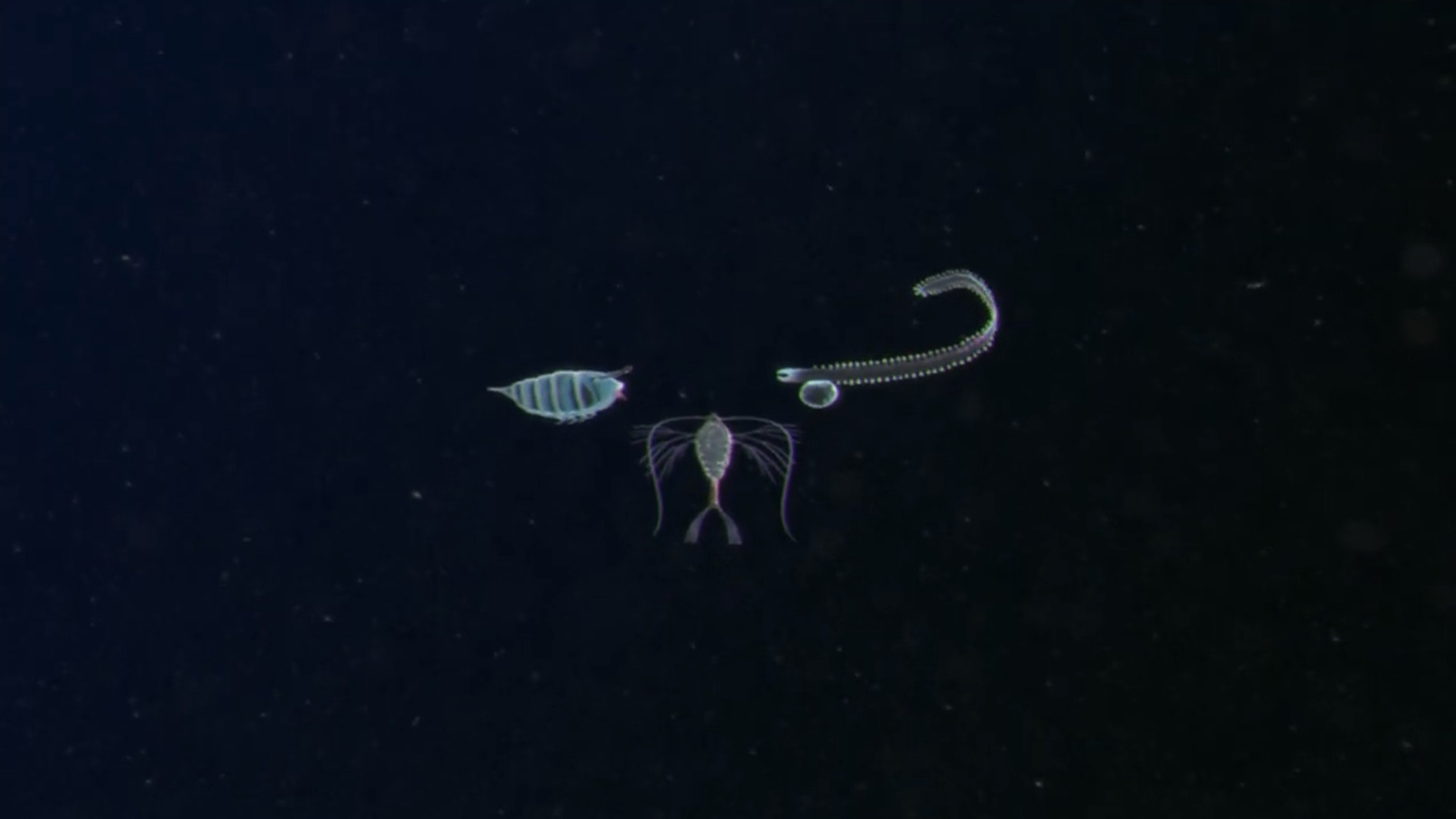 Plankton