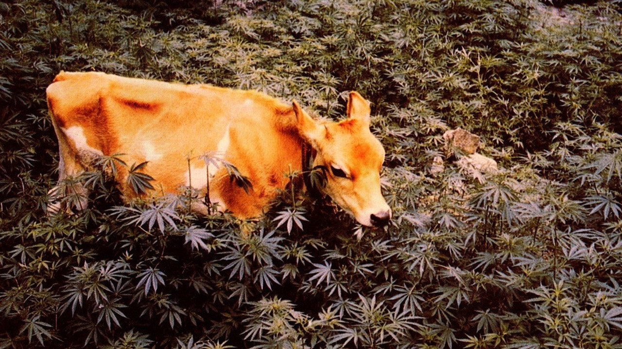 Forbidden Grass