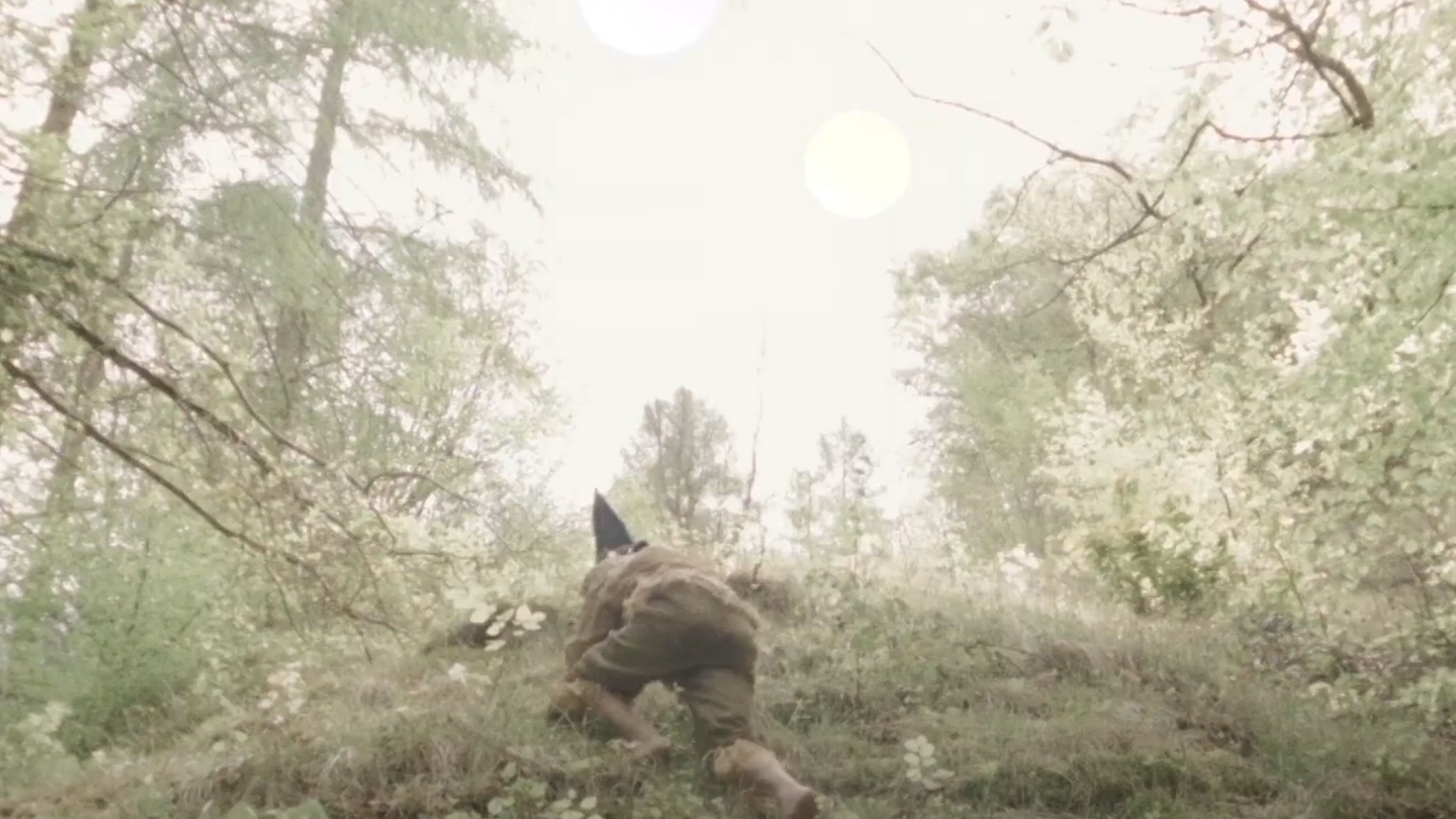Rover of Meadow's Advent