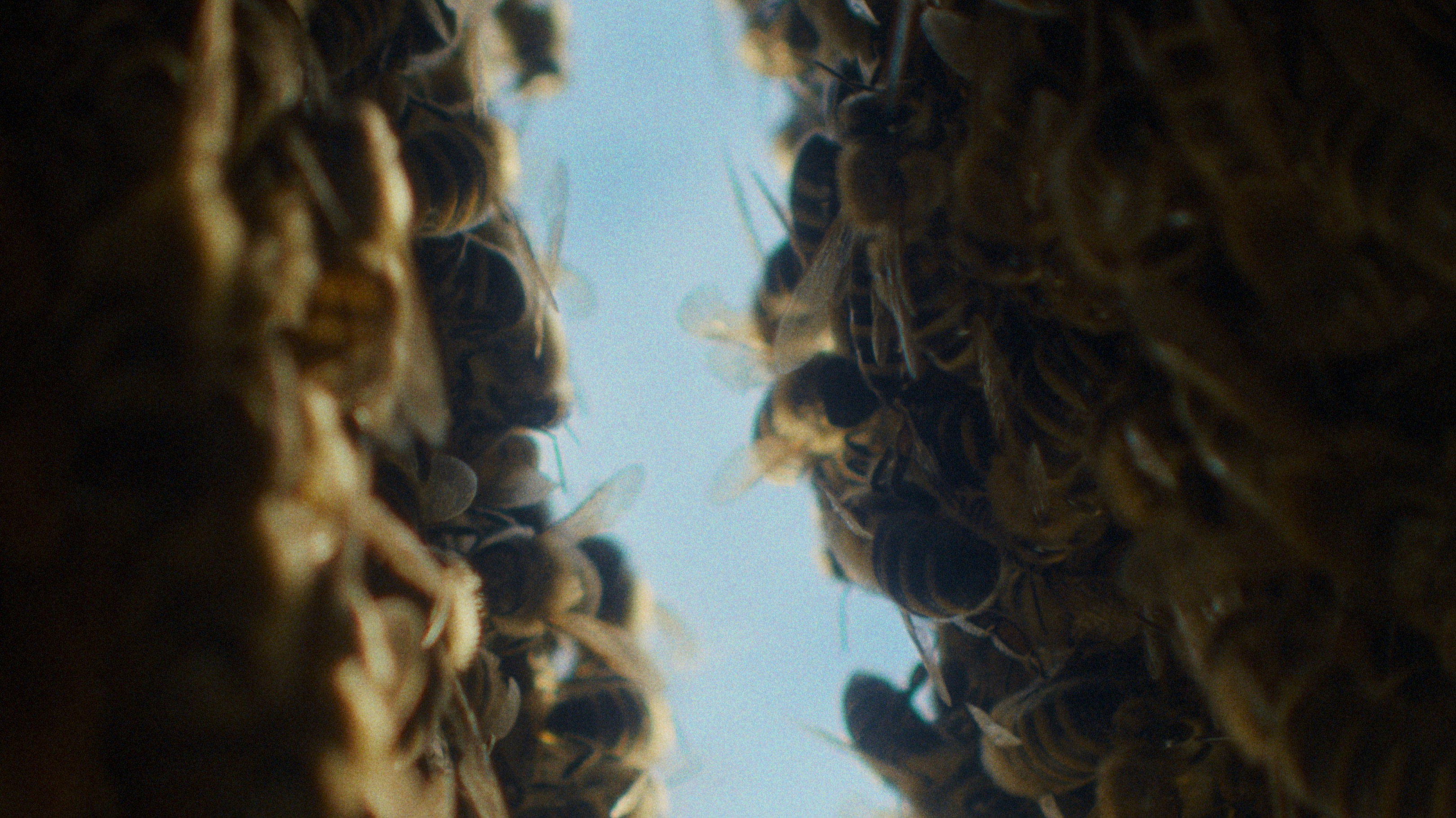 The Quiet Beekeeper