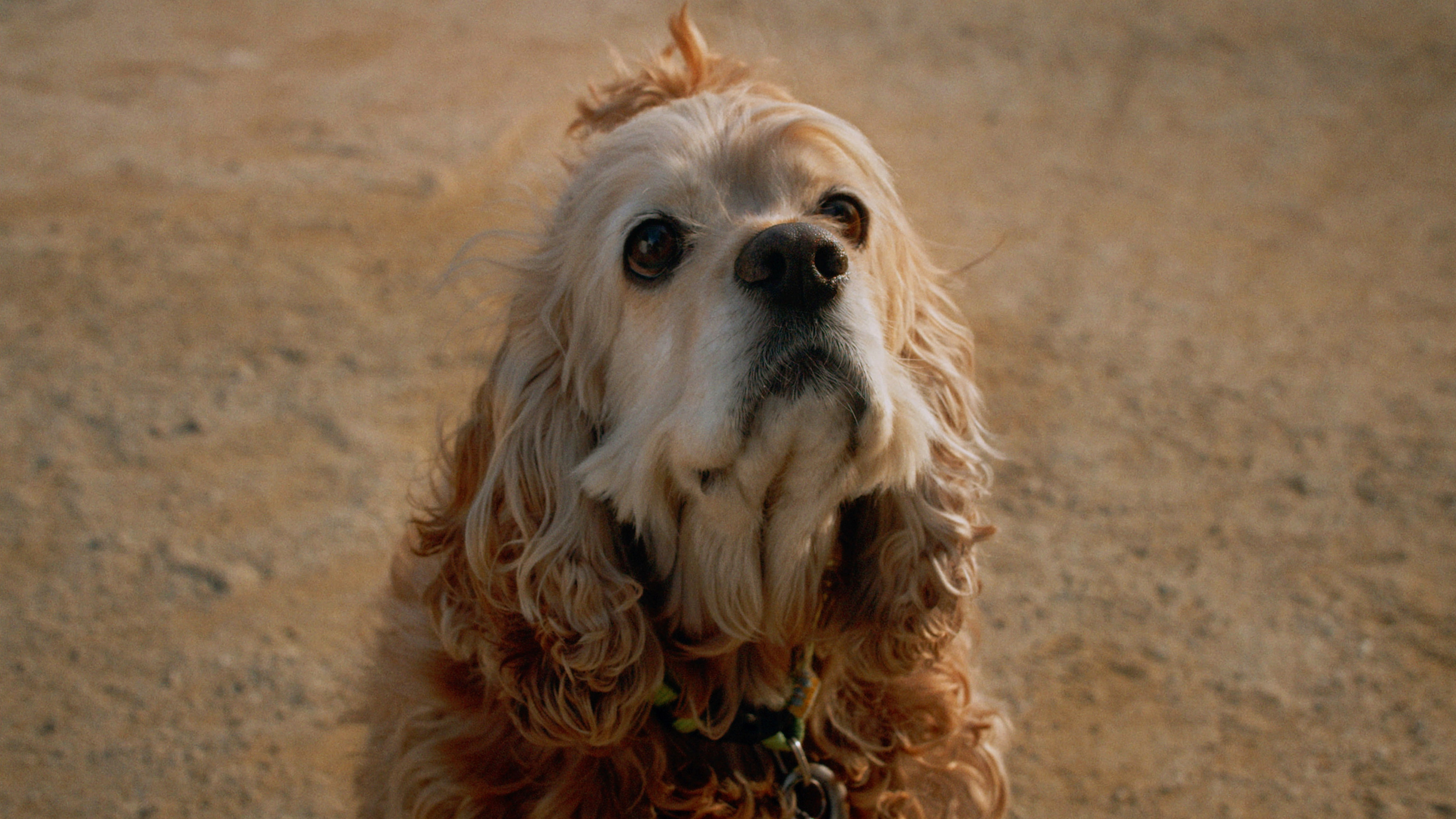 Dog in Translation