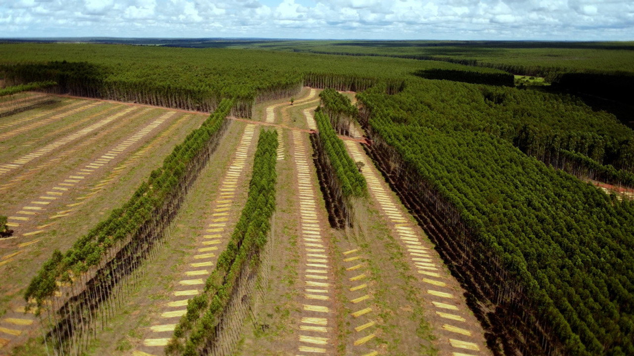 Planter à tout prix - Des arbres pour sauver la planète ?