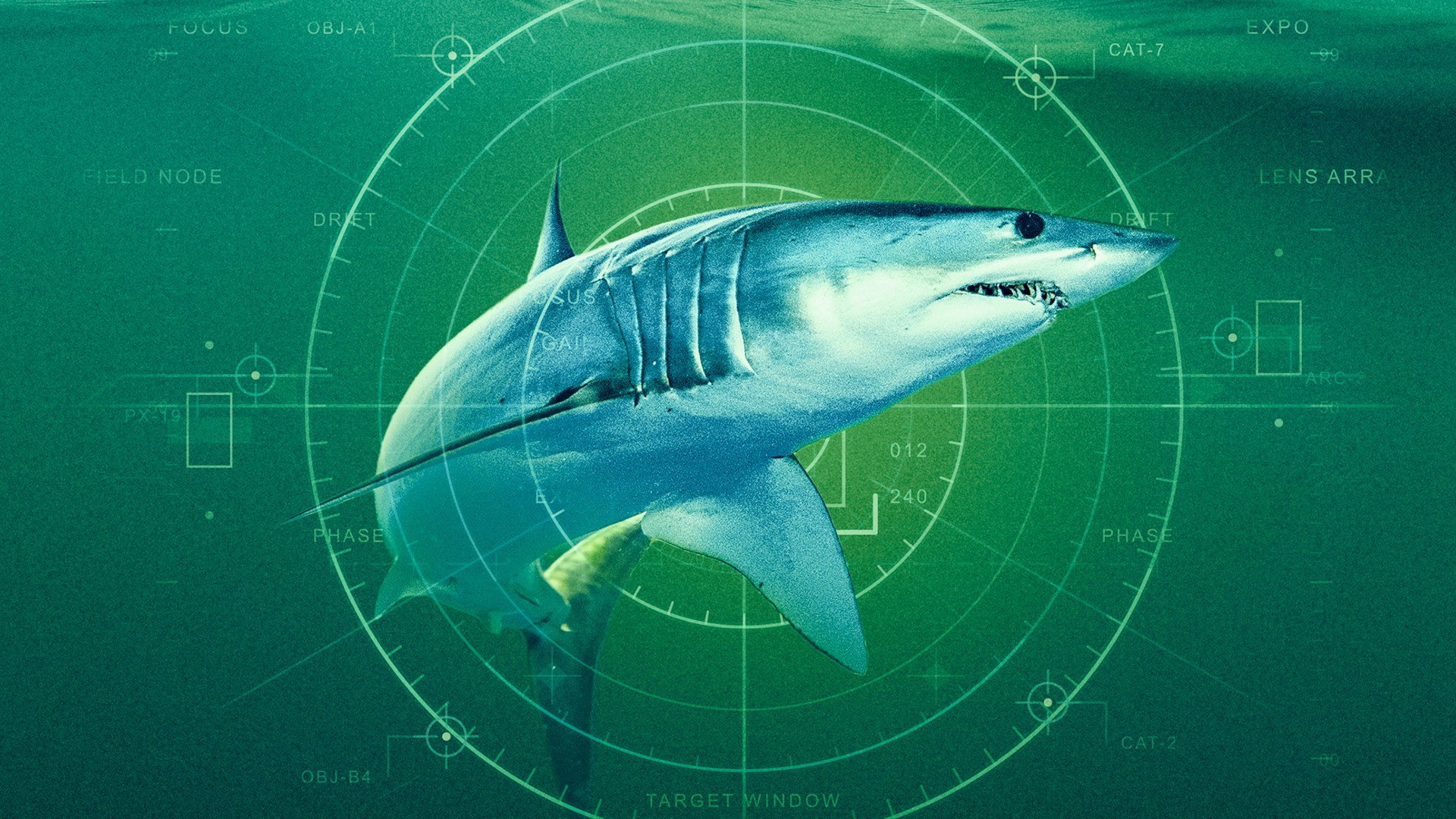 World's Biggest Mako