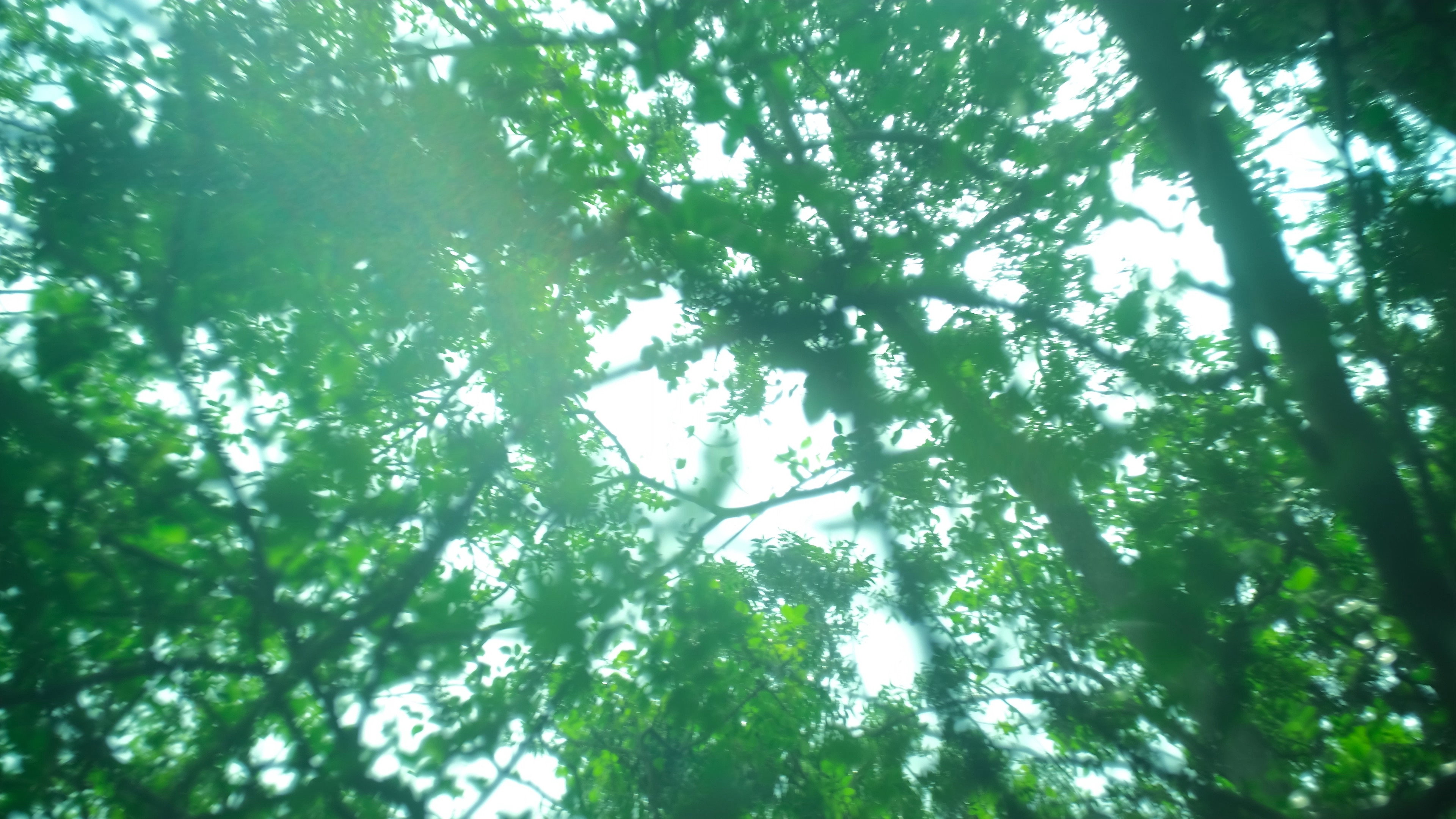 Far From the Grove