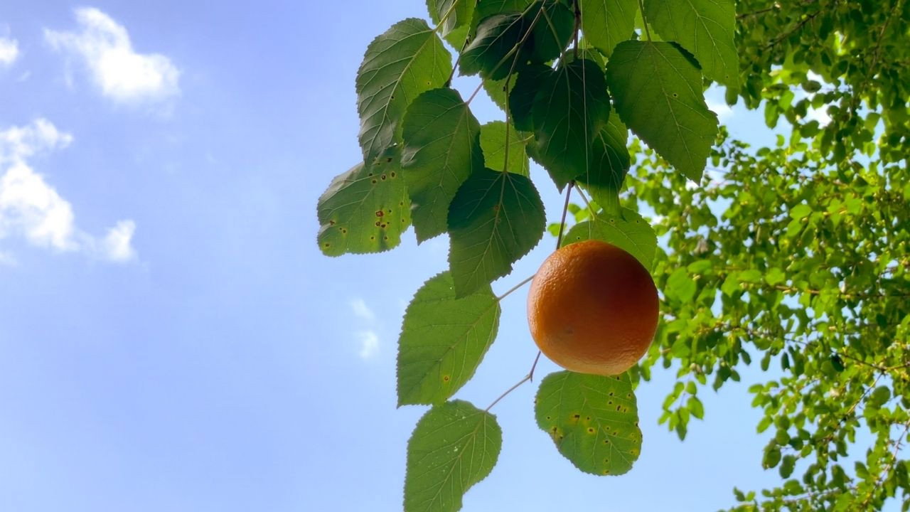 Tangerine