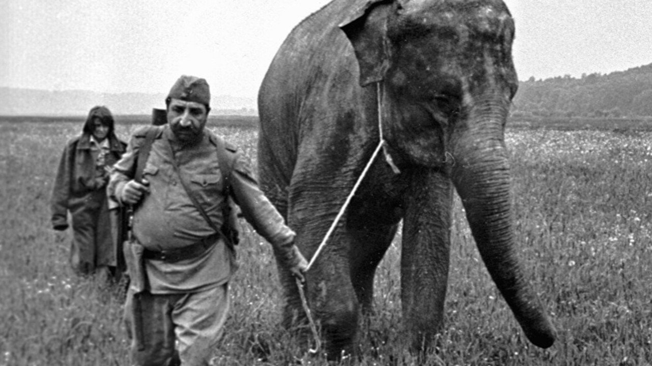 The Soldier and the Elephant