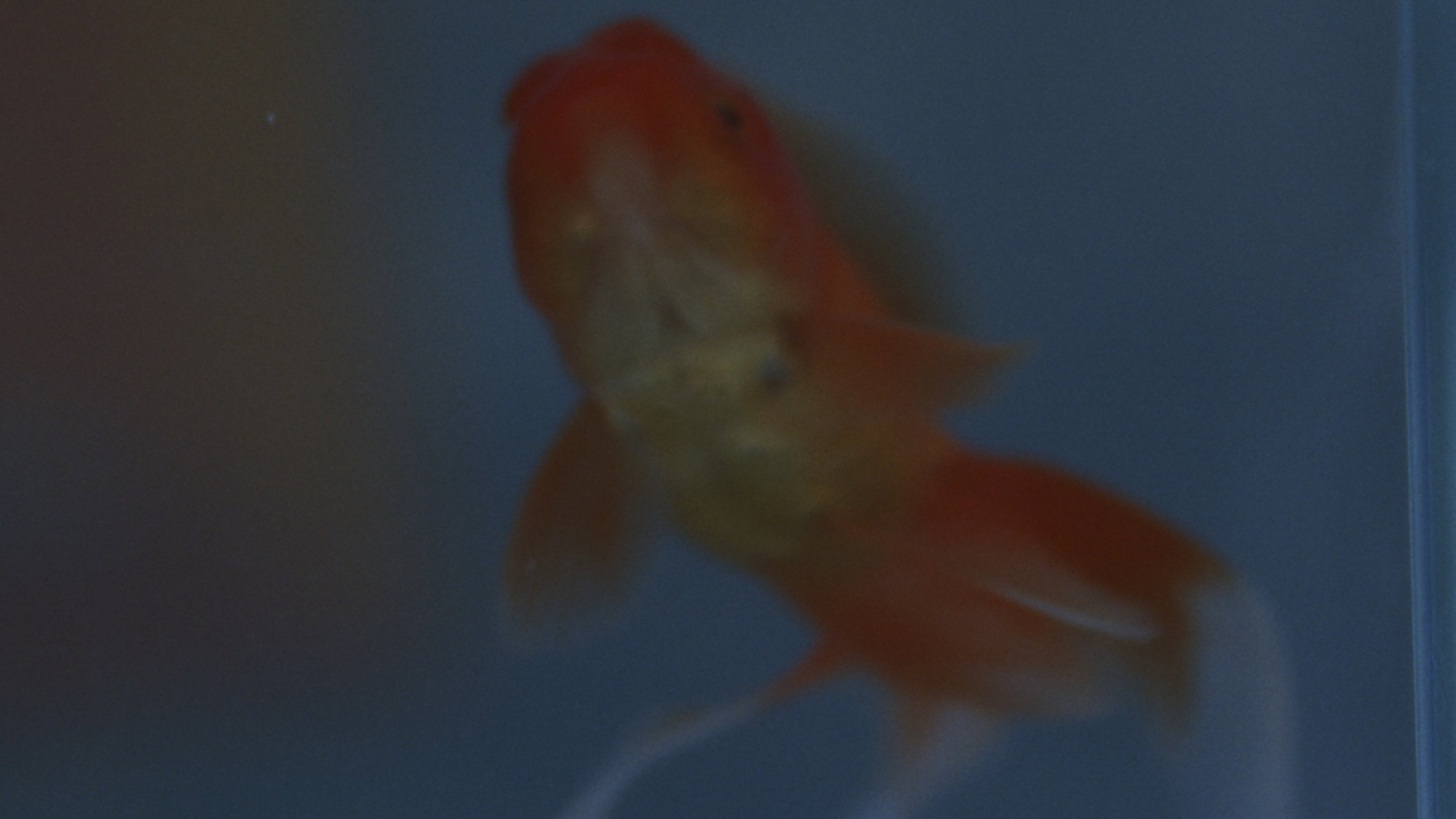 how do goldfish die