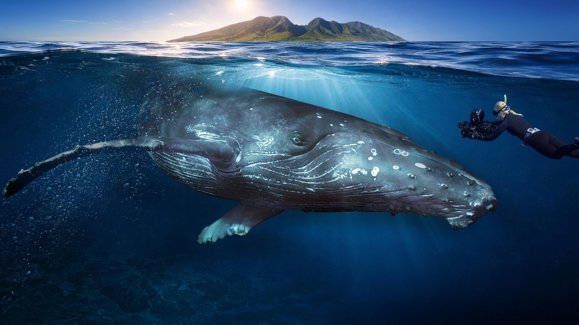 Among Humpback Whales