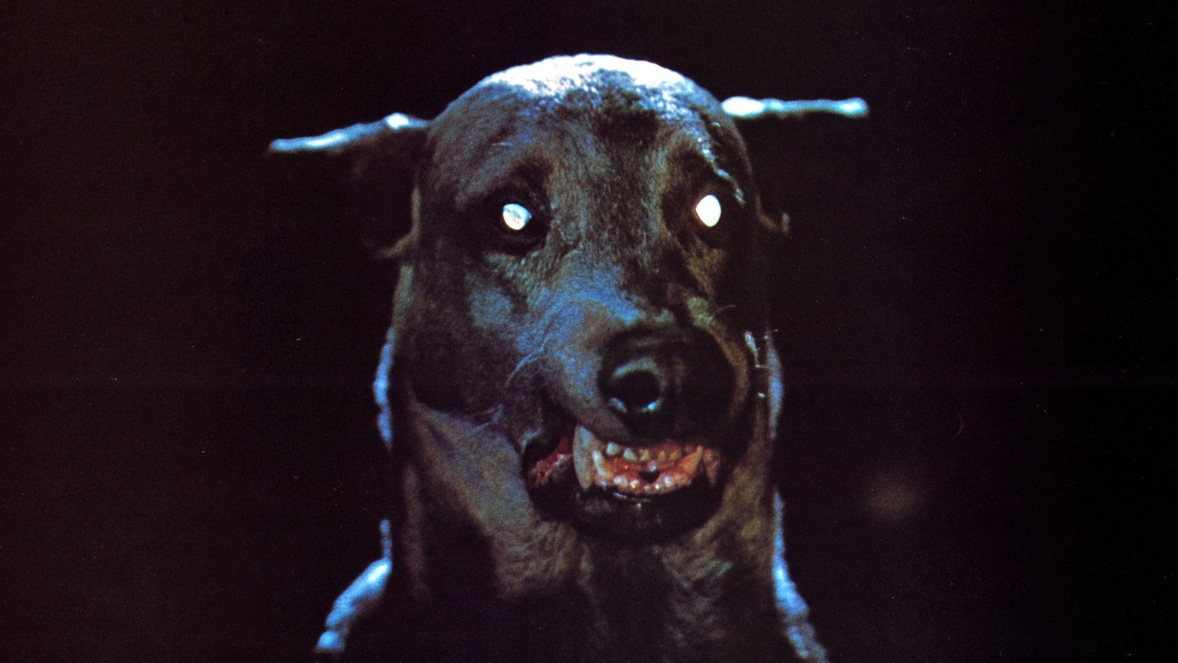 Zoltan… Hound of Dracula