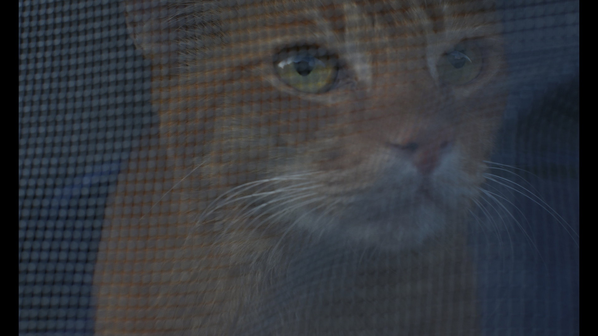 A Stray in the Alley