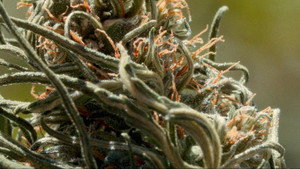 Cannabis Growing in Morocco