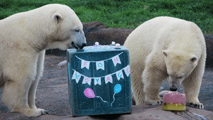 Polar Bear Palooza