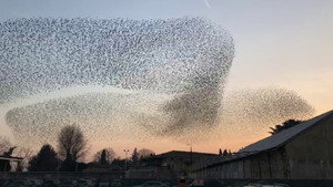 Swarms