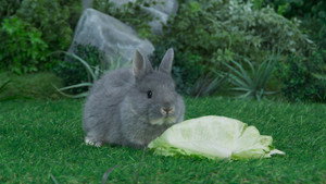 Mysterious Crunch