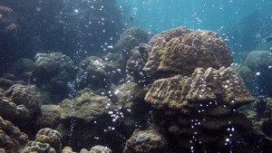 Lethal Seas