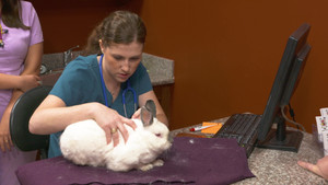 A Magic Rabbit Act