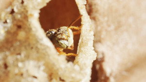 Peru, the sacred bees of the Amazon
