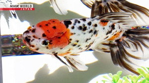 Goldfish