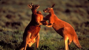Big Red Roos