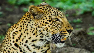 Big Cat Special