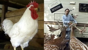 Animal Talent