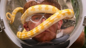 Final: Rat Race / Bushtucker Bonanza / Helmets of Hell
