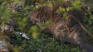 River Otter Return