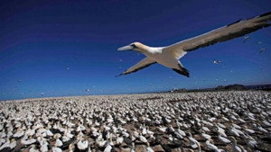 Earthflight: Africa