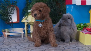 Mommy Puppy Day