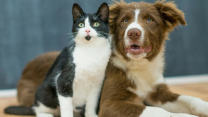 Four-legged friends