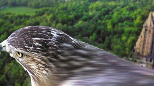 Pale Male