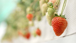 Strawberries