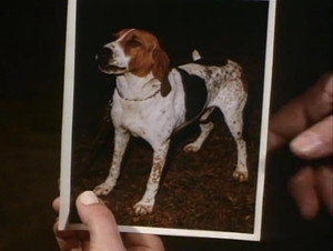 Little Dog, Gone