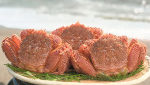 HORSEHAIR CRABS