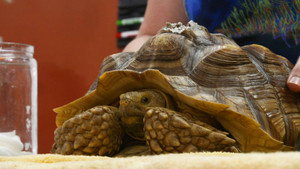 The Tortoise and the Dog